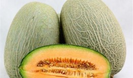 野外放羊吃哈密瓜好吗视频,一场别开生面的牧羊生活体验