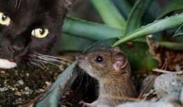 老鼠吃佛手瓜视频播放下载,趣味视频播放下载，揭秘瓜果诱惑