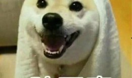 情侣吵架搞笑吃瓜视频,搞笑吃瓜观众笑到肚子疼！