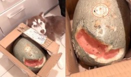 狗狗吃瓜被抓住视频,狗狗偷吃瓜被拍下，萌态百出引网友热议