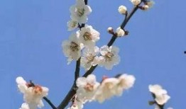 梅花 七吃瓜视频,揭秘美食背后的趣味故事