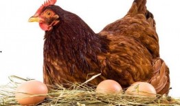 鸡吃方瓜能下蛋吗视频,鸡吃方瓜真的能下蛋？视频揭示惊人真相