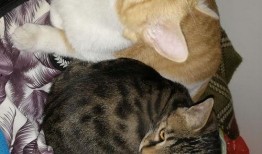 猫吃瓜视频现场,现场直播，萌宠吃瓜大赛精彩瞬间