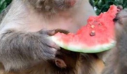 狮子猫吃瓜群众视频,一场趣味横生的网络狂欢