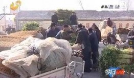 临沂兰田吃瓜事件视频最新,一场网络热议的瓜田奇谈