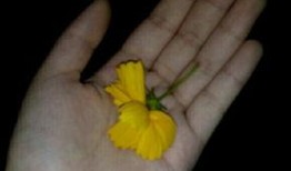 关于吃瓜的素材视频大全