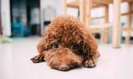 小泰迪吃瓜视频,萌宠美食瞬间，萌态可掬引网友热议