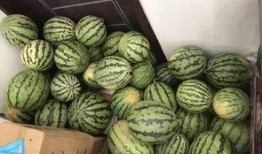 交城西汾阳吃瓜视频