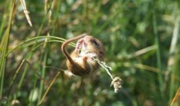 老鼠吃佛手瓜视频播放下载,趣味视频播放下载，揭秘瓜果诱惑