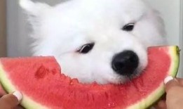 黑猩猩吃瓜视频在线观看