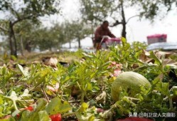 农村吃洋瓜视频播放下载,下载观看热潮席卷乡村