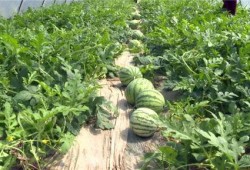 锦华吃瓜最新视频,揭秘娱乐圈最新热点事件