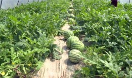 锦华吃瓜最新视频,揭秘娱乐圈最新热点事件