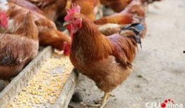 鸡吃方瓜能下蛋吗视频,鸡吃方瓜真的能下蛋？视频揭示惊人真相