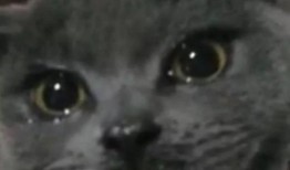 是叶小喵啦吃瓜视频,揭秘娱乐圈幕后故事