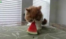 动物吃瓜吵架搞笑视频大全