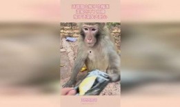 猴子吃瓜文案视频软件,猴子吃瓜，趣味横生的短视频盛宴