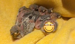 幸福鸟吃瓜事件视频在线观看,网络热议背后的真相揭秘