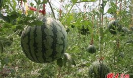 济阳吃瓜事件视频最新,一场网络狂欢背后的真相与反思