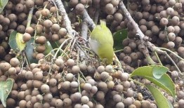 茉莉吃八月瓜笑场视频,瓜笑果甜！