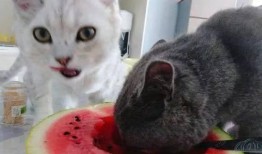 三姐的猫吃瓜视频