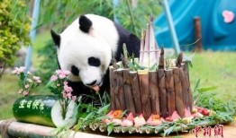 熊猫雅吉吃哈密瓜视频,哈密瓜美食之旅