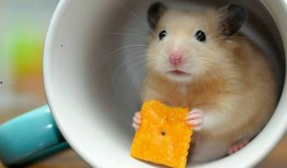 仓鼠可以吃杨瓜吗视频