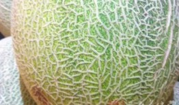 蛇可以吃哈密瓜吗视频讲解,哈密瓜在蛇餐中的地位