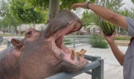 河马吃大王瓜视频大全,挑战大王瓜美食盛宴