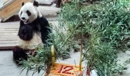 熊猫雅吉吃哈密瓜视频,哈密瓜美食之旅