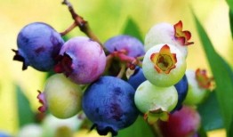 茉莉吃八月瓜笑场视频,瓜笑果甜！