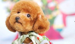 泰迪吃哈密瓜的危害视频,宠物主人必看