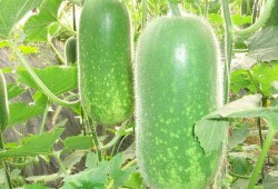 暴躁冬瓜吃瓜视频,辣味十足，笑料连连