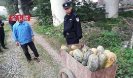 义乌工商吃瓜事件视频最新,一场网络热议的真相揭秘