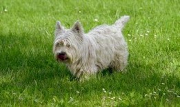 猴子吃瓜视频大全集下载,欢乐瞬间尽收眼底