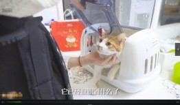 布偶打架吃瓜视频,吃瓜群众围观萌态百出